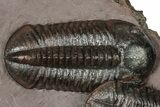 Five Trilobites (Four Species) in Association - Jorf, Morocco #334862-5